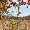 Hamamelis x intermedia 'Early Bird' – Witch Hazel Live Plant | 15 Inches Tall | 1 Year Graft | Early Winter Yellow Blooms | Compact Ornamental Shrub