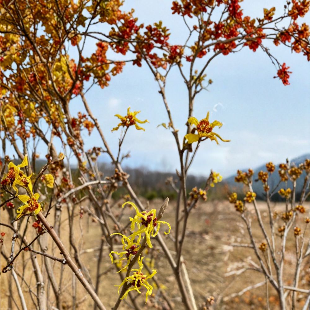Hamamelis x intermedia 'Early Bird' – Witch Hazel Live Plant | 15 Inches Tall | 1 Year Graft | Early Winter Yellow Blooms | Compact Ornamental Shrub
