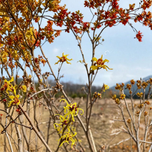 Hamamelis x intermedia 'Early Bird' – Witch Hazel Live Plant | 15 Inches Tall | 1 Year Graft | Early Winter Yellow Blooms | Compact Ornamental Shrub