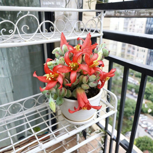 Cotyledon Pendens Cliff Hanger Live Succulent – 2 Inch Starter Plant | Ships Bare Root | Trailing Succulent | Easy to Grow