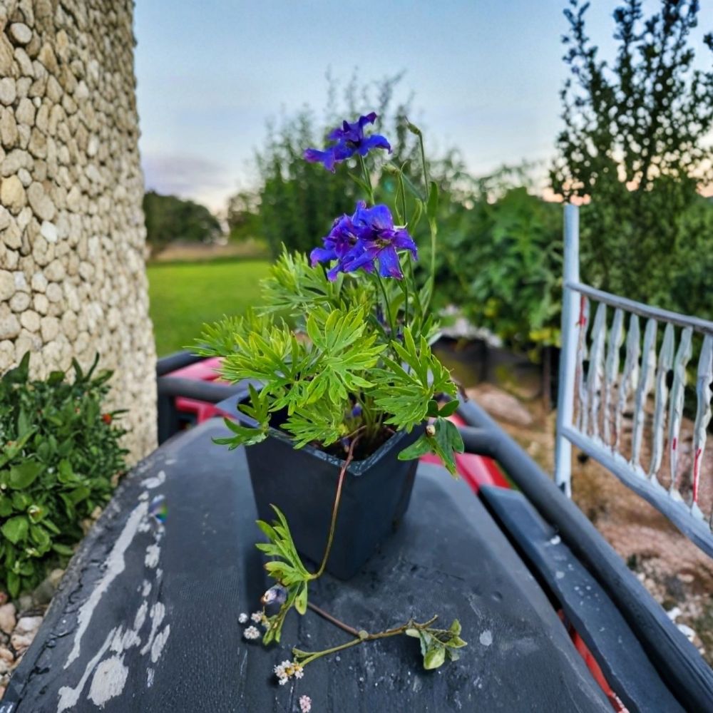 Blue Delphinium 'Blue Pygmy' Live Plant – Delphinium grandiflorum | 3½ Inch Nursery Pot | Compact Blue Flowering Perennial | Hardy Zones 3–7