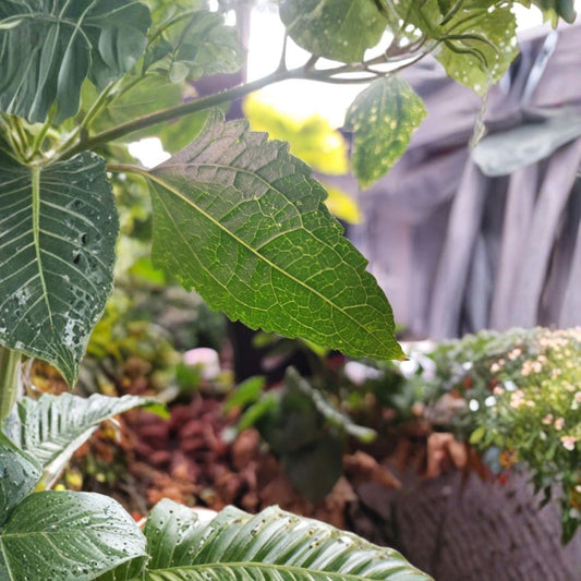 Mexican Dream Plant Live Calea zacatechichi – 4–12 Inch Rooted Plant | Organic-Grown Calea | Lucid Dream Herb | Unique Herbal Plant