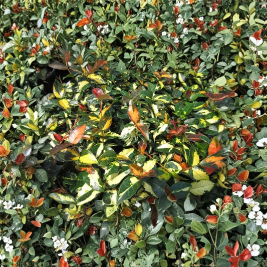 Live Summer Jasmine Plant – Jasminum | 3" Potted Starter | White Flowering Garden Plant | Patio & Trellis Plant