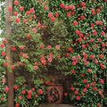 Climbing America Rose – Salmon Pink Live Bush Plant | 5 Gallon Size | Includes Root Ball Wrapping | Fragrant Climbing Rose | Trellis & Arbor Friendly