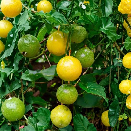Yellow Passion Fruit Live Plant – Passiflora edulis f. flavicarpa | 4–6 Inch Well-Rooted Starter | Tropical Fruiting Vine | Edible Passion Fruit | Ships Without Pot | USDA Zones 9–11
