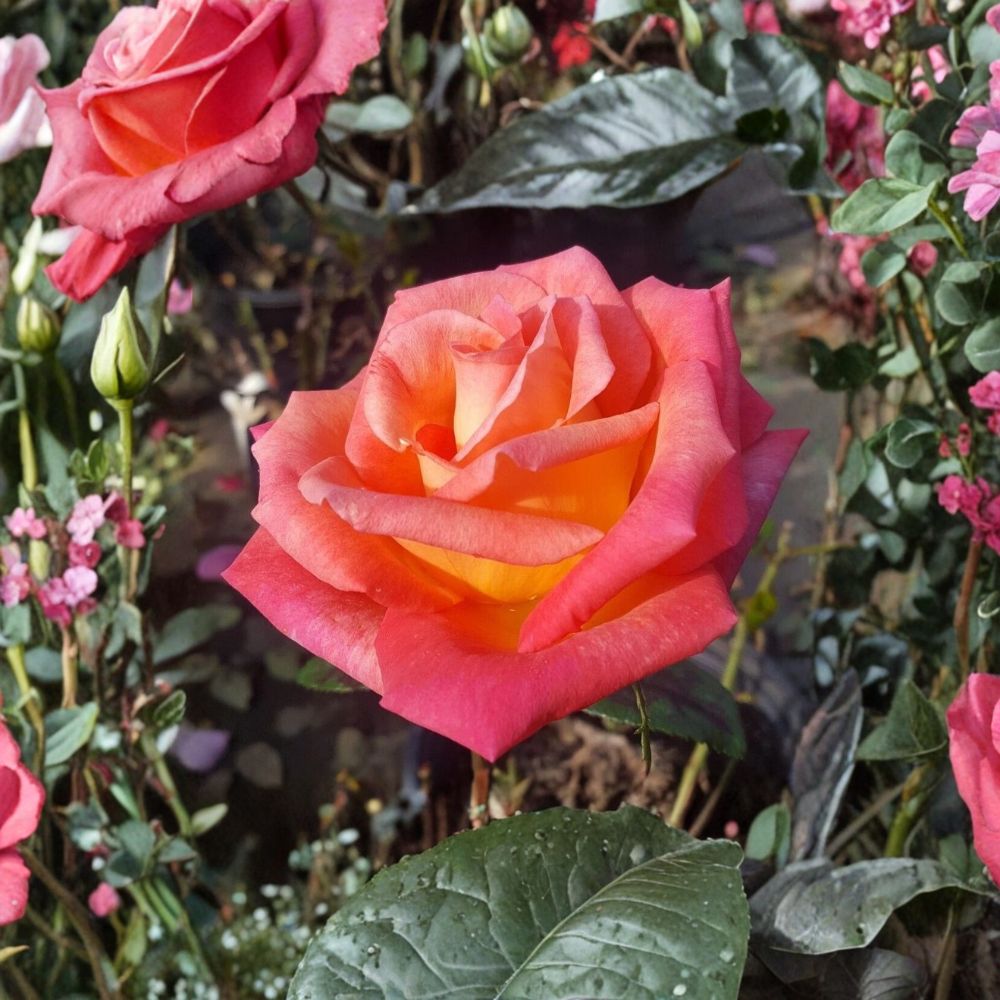Mikado Rose – Rosa Hybrid Tea Live Plant | 2 Gallon Size | Includes Healthy Root System | Garden & Landscape Friendly | Scarlet Red & Yellow Blooms