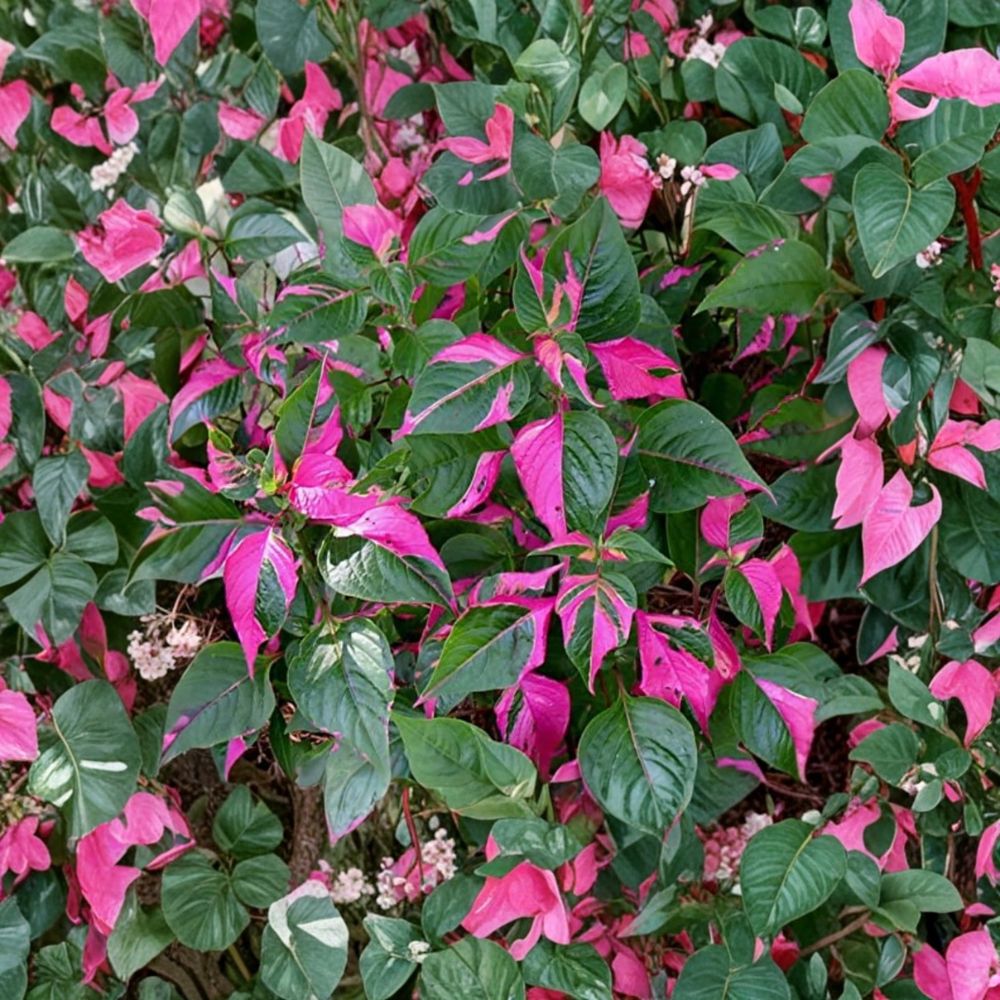 Alternanthera ‘Party Time’ Live Plants – 2 Pack | 4–6 Inches Tall | Pink Green Variegated Foliage | Tropical Ornamental Plant | Ships Without Pot