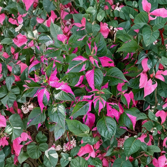 Alternanthera ‘Party Time’ Live Plants – 2 Pack | 4–6 Inches Tall | Pink Green Variegated Foliage | Tropical Ornamental Plant | Ships Without Pot