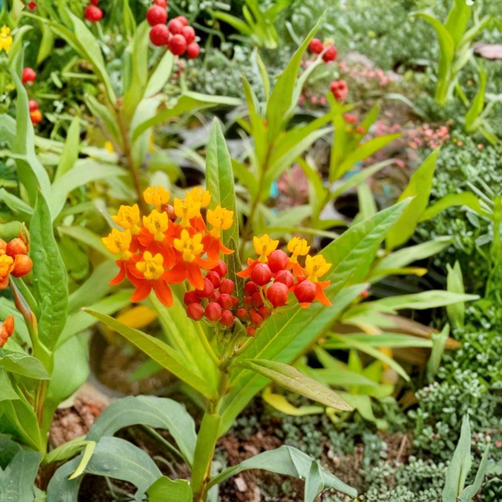 Tropical Milkweed Live Plant – 3–6 Inch Starter | Asclepias curassavica | Pollinator & Butterfly Garden Plant | No Pot | Perennial Flowering Plant