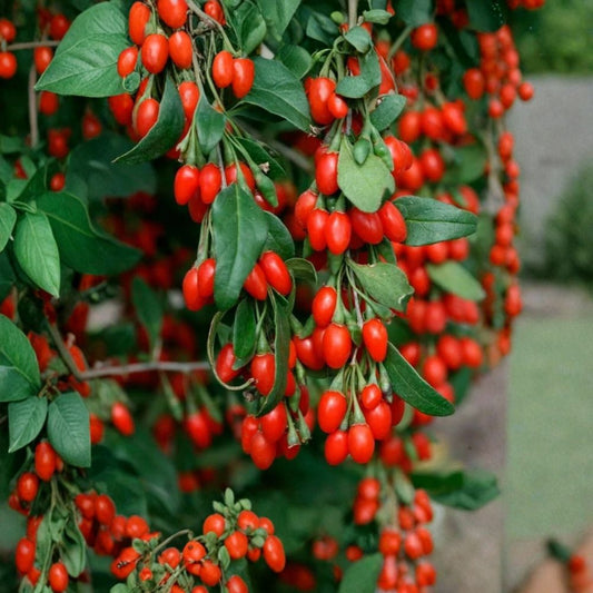 Large Goji Berry Live Plant – 3+ Year Old | 15+ Inch Mature Well-Rooted Wolfberry | Lycium barbarum | Semi Bare Root | Zones 5–9
