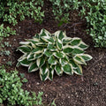 Hosta 'Patriot' – Bare Root Starter Plant | White Variegated Foliage | Shade Garden Perennial | Lavender Flowers | Hardy Hosta