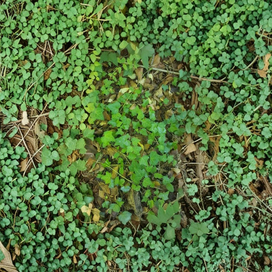 25 English Ivy Plants – Live Rooted Hedera helix Vines | 8+ Inch Starter Runners | Bare Root Groundcover | Ready to Plant