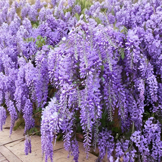 Purple Wisteria Live Plant – Potted Flowering Vine | Vibrant Purple Blooms | Garden Climbing Plant | Easy Care Outdoor Plant