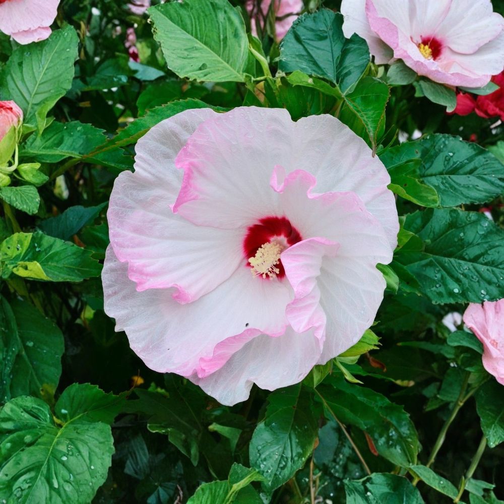 Hardy Hibiscus ‘Ballet Slippers’ Live Plant – 2.5 Inch Pot | Dormant Rose Mallow | White & Blush Pink Flowers | Perennial Hibiscus | Zones 4–9