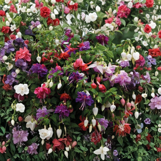 2 Fuchsia Live Plant Plugs | Mixed Colors | 1–3 Inches Tall | Hardy Flowering Perennial | Shade Garden Friendly