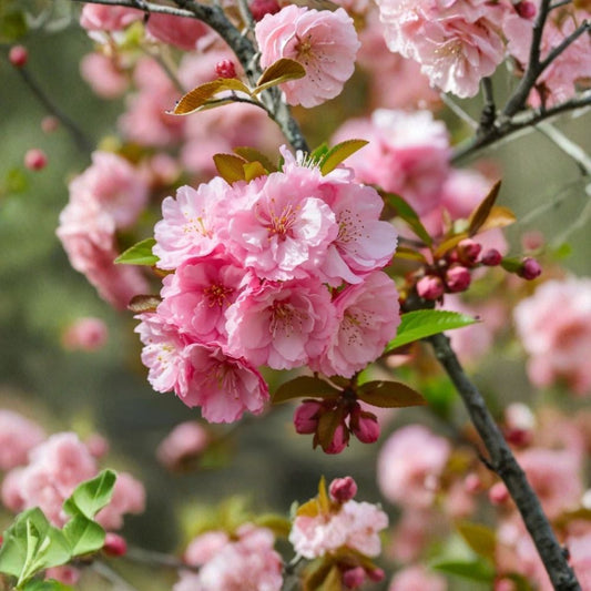 Pink Flowering Almond Live Plant – Prunus glandulosa | 10 to 14 Inches Tall | Includes Quart Nursery Pot | Spring Blooming Shrub | Easy to Grow