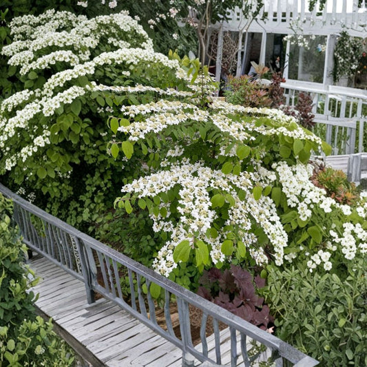 Live Japanese Snowball Viburnum Plant – Viburnum plicatum | 8–12" Potted Starter | White Spring Blooms | Deciduous Shrub | Zones 5–8