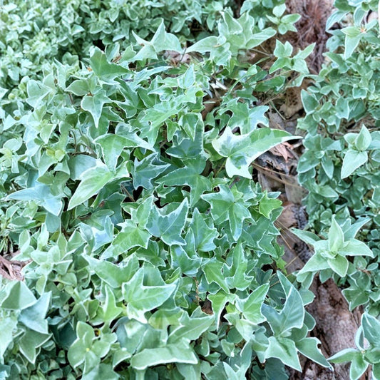 7 Live Variegated Ivy Plants – 4–8 Inch Rooted Starters | Shade Ground Cover | Trailing Houseplant | Bare Root | Evergreen Foliage