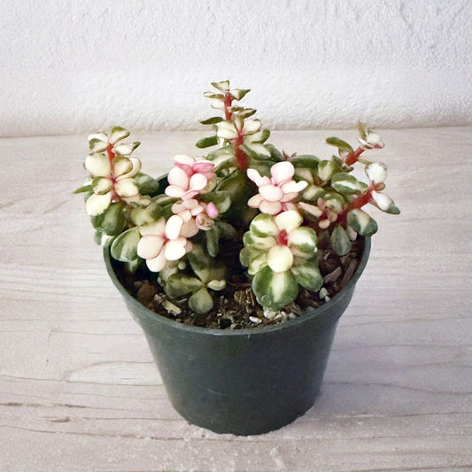 Variegated Elephant Bush – Portulacaria Afra ‘Variegata’ Live Succulent | 2 Inch Pot | Cream-Edged Foliage | Drought Tolerant | Indoor Plant
