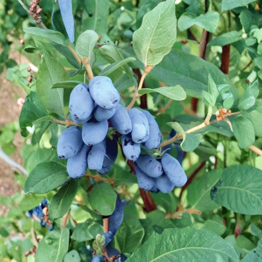 Honeyberry Live Plants 4 Pack – Lonicera caerulea | Boreal Blizzard, Indigo Gem, Aurora & Tundra | 3-Year Gallon-Grown Plants | 20–36 Inch | Cold Hardy Haskap Fruit Shrubs