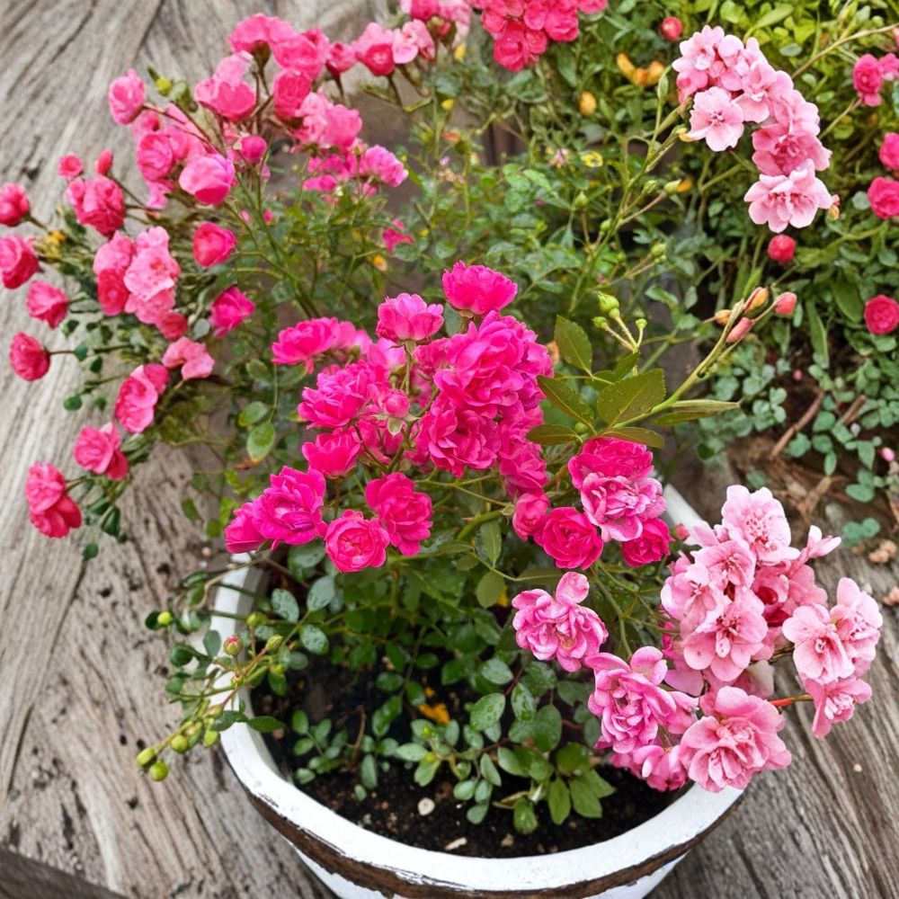 Lovely Fairy® Rose Live Plant – Rooted Shrub Rose | 4.5 Inch Plant | Dark Pink Clustered Blooms | Hardy Polyantha Rose | Zones 4–10
