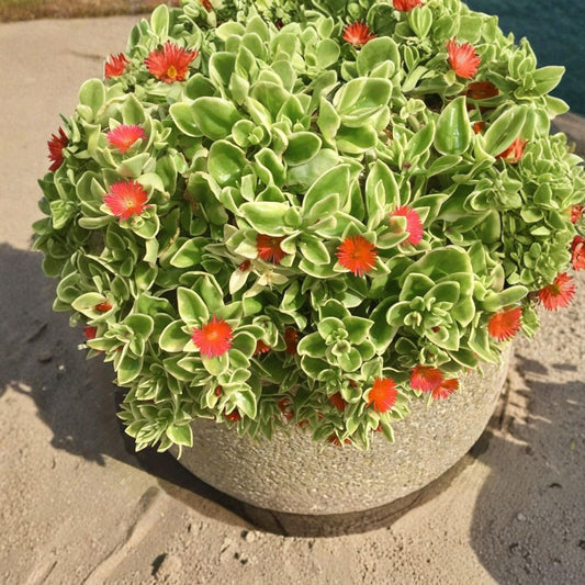 Red Aptenia Baby Sun Rose Live Plants – Aptenia cordifolia | Set of 4 | 2 Inch Pots | Red Apple Ice Plant | Trailing Succulent Ground Cover | Full Sun | USDA Zones 9–11