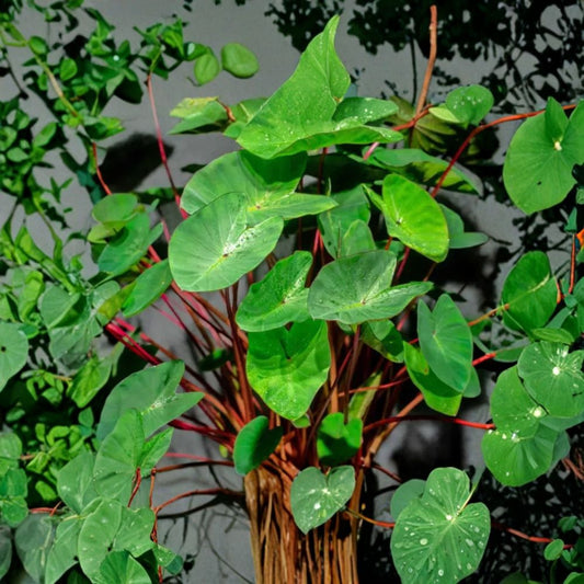 Hawaiian Punch Colocasia Live Plant – 3 Inch Starter | Colorful Elephant Ear | Tropical Perennial | Ships Without Pot | Garden & Container Plant