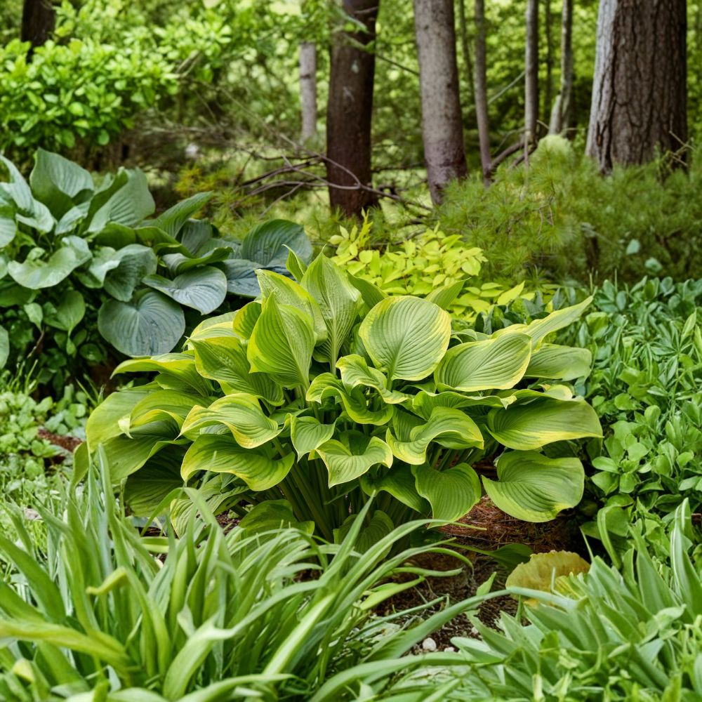 Hosta 'Lone Star' – Bare Root Starter Plant | Gold Variegated Foliage | Shade Garden Perennial | Near White Flowers | Hardy Hosta