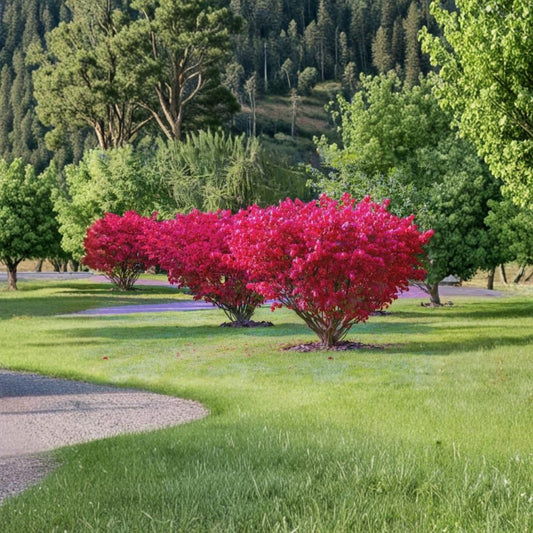 Burning Bush Live Plants | Set of 5 | 6–10 Inches Tall | Bare Root Starter Plants | Deer Resistant | Landscape Friendly
