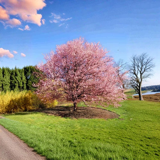 Kwanzan Japanese Cherry Tree – Prunus serrulata 'Kwanzan' Live Plant | 8–14 Inches Tall | 2.5 Inch Nursery Pot | Double Pink Flowering Ornamental Tree