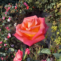 Mikado Rose – Rosa Hybrid Tea Live Plant | 1 Gallon Size | Includes Healthy Root System | Garden & Landscape Friendly | Scarlet Red & Yellow Blooms