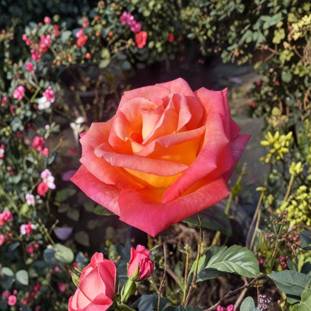 Mikado Rose – Rosa Hybrid Tea Live Plant | 1 Gallon Size | Includes Healthy Root System | Garden & Landscape Friendly | Scarlet Red & Yellow Blooms