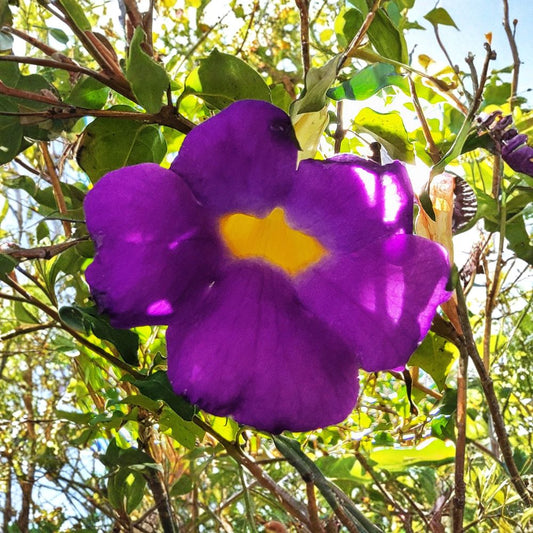 Purple King’s Mantle – Live Thunbergia erecta Plant | 8–12 Inch Rooted Starter | Vivid Purple Trumpet Flowers | Tropical Flowering Shrub