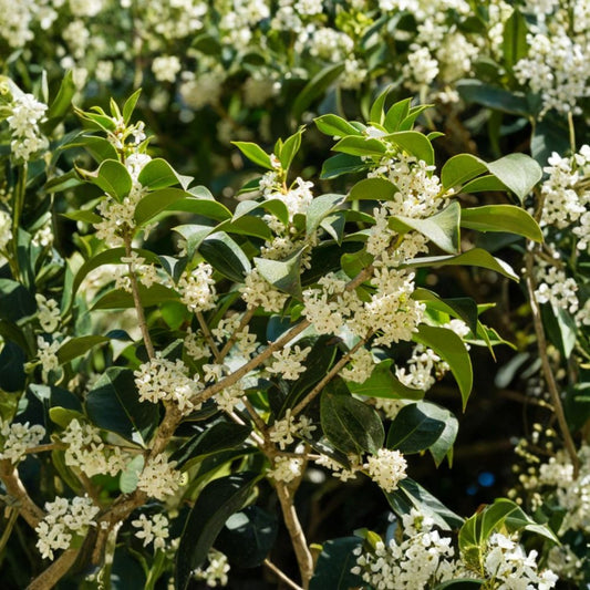 Fragrant Tea Olive Plant – Osmanthus | Live Evergreen Shrub | 4" Potted Plant | Fragrant White Flowers | Garden & Patio Plant