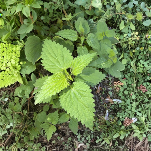 Stinging Nettle Live Roots – Urtica dioica | Set of 4 Rooted Plants | Organically Grown Medicinal Herb | Ready to Plant | Easy to Grow