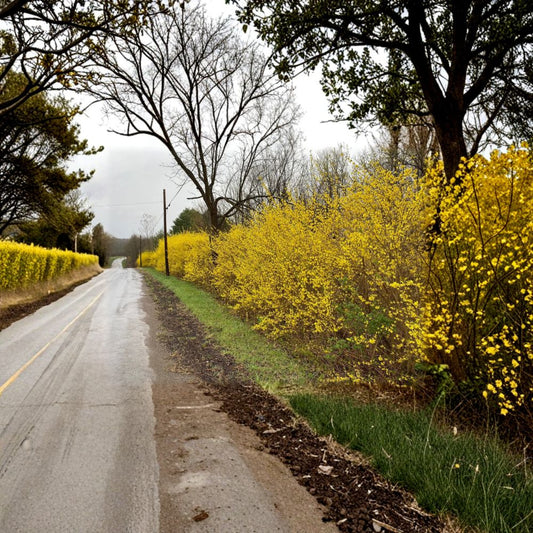 Lynwood Gold Forsythia – Forsythia x intermedia Live Plant | 1 Gallon Pot | Brilliant Yellow Spring Blooms | Hardy Flowering Shrub | Landscape Favorite
