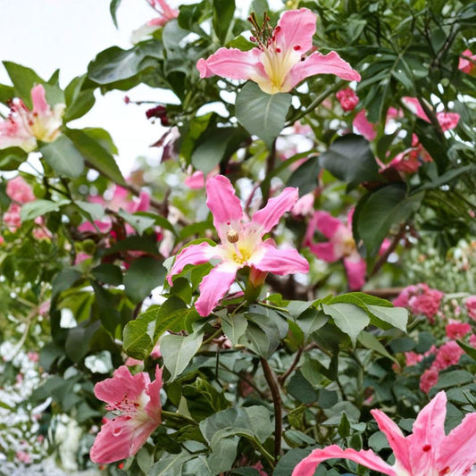 Silk Floss Tree – Ceiba speciosa Live Seedling | 6–8 Inches Tall | 3 Inch Nursery Pot | Pink Flowering Tree | Bonsai & Landscape Friendly