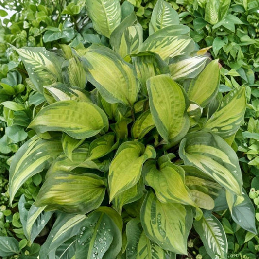 Hosta 'Island Breeze' – Bare Root Starter Plant | Yellow Variegated Foliage | Shade Garden Perennial | Red Speckled Petioles | Hardy Hosta