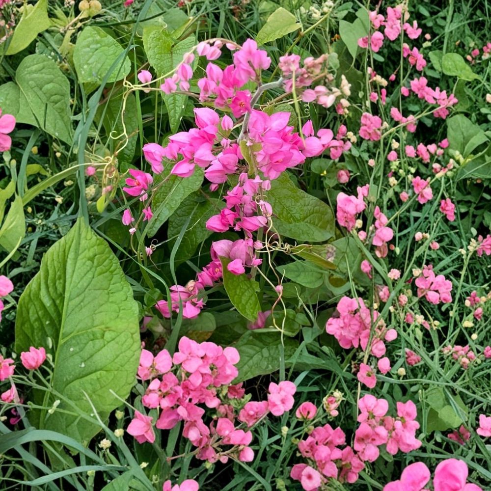 Mexican Creeper Live Plants – 2 Pack | 4–6 Inches Tall | Antigonon leptopus | Coral Vine | Tropical Flowering Climber | Ships Without Pot