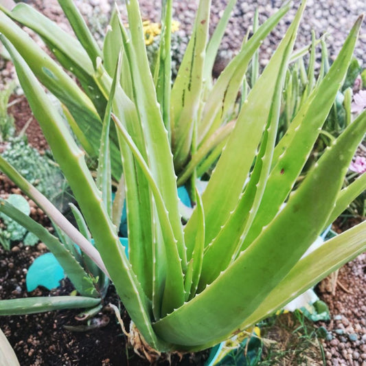 Aloe Vera Live Plant – Rooted Succulent Houseplant | Approximately 8 Inches | Thick Fleshy Leaves | Bare Root | Easy Care Indoor Plant
