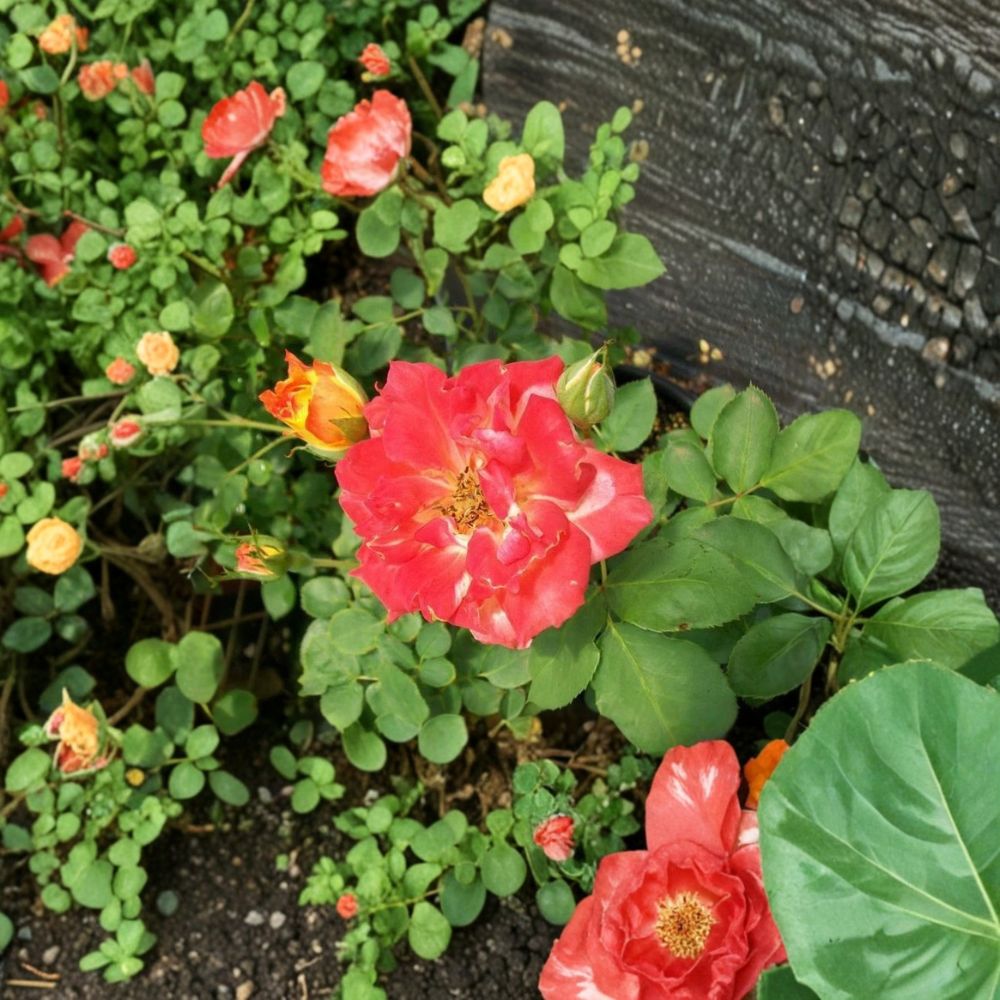 Pinata Rose – Rosa Live Plant | 3 Gallon Size | Includes Healthy Root System | Garden & Landscape Friendly | Yellow Orange Multicolor Blooms