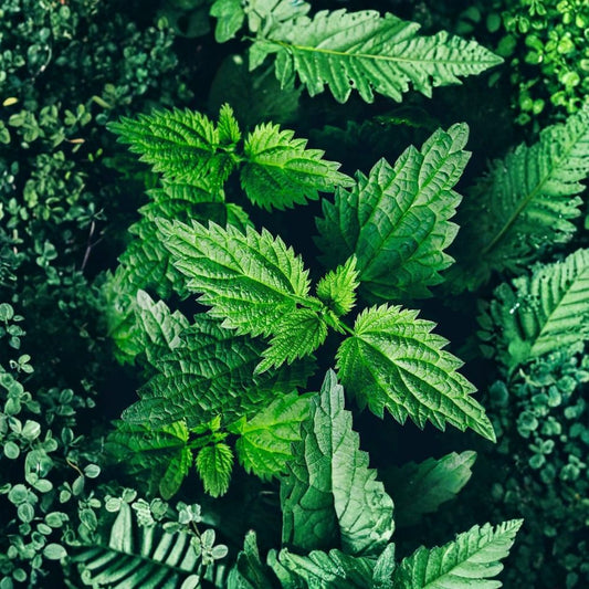 Organic Stinging Nettle Live Plant – Urtica dioica | 3–4 Inch Pot | Nutritious Edible Herb | Herbal & Survival Garden Plant