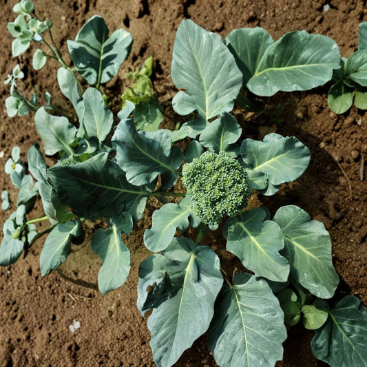 3 Live Broccoli ‘Lieutenant’ Plants – 5–8" Starter Plants | Fall Garden Seedlings | Cold Hardy & Frost Tolerant