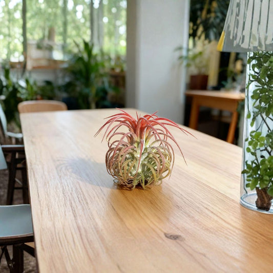 Red Elf Air Plant Live – Tillandsia | Large Air Plant | No Soil Required | Low Maintenance Indoor Plant | Terrarium & Home Decor