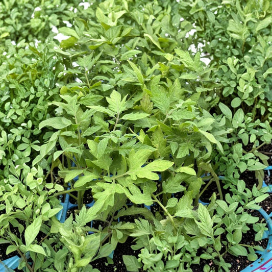 Park’s Whopper Tomato Live Plants – Solanum lycopersicum | Set of 2 | 6–10 Inch Plants | 60+ Day Old Established Tomato Starters | Edible Vegetable Garden