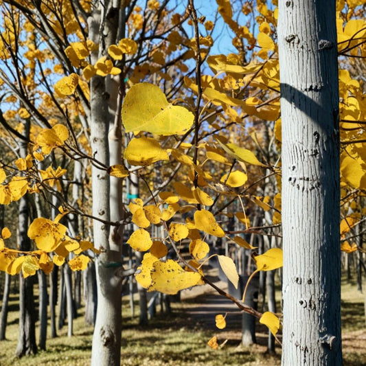 Quaking Aspen Live Tree – Populus tremuloides | 4 Inch Pot | 8 Inch Tall | Native Fast Growing Shade Tree | Golden Fall Foliage | Zones 1–6
