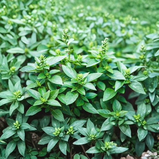 Set of 3 Live Greek Basil Plants – 4 to 6 Inches Tall | Ships Bare Root (No Pot) | Edible Culinary Herb | Aromatic Kitchen Herb | Easy to Grow