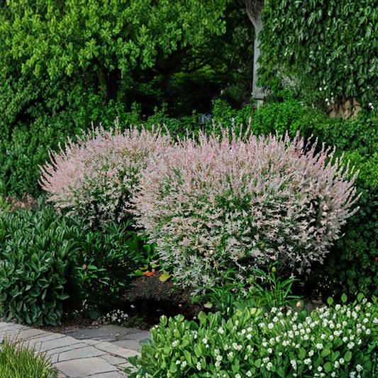 Japanese Dappled Nishiki Willow – Live Salix integra ‘Hakuro Nishiki’ Plant | 8–12 Inch | 4 Inch Pot | Variegated Pink White Foliage | Zones 4–9