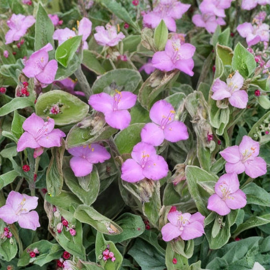 Cobweb Spiderwort – Tradescantia sillamontana Live Plant Cuttings | 5 Unrooted Cuttings | Pink Flowers | Easy Ground Cover