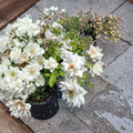 Iceberg Floribunda Rose – Pure White Live Bush Plant | 3 Gallon Size | Includes Root Ball Wrapping | Everblooming Rose Shrub | Garden Favorite